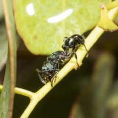 Rhytidoponera sp. (genus) (Rhytidoponera ant) at Scullin, ACT - 14 Feb 2023 by AlisonMilton