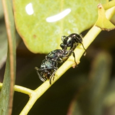 Rhytidoponera sp. (genus) (Rhytidoponera ant) at Scullin, ACT - 13 Feb 2023 by AlisonMilton