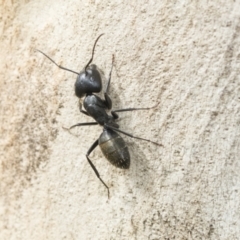 Camponotus aeneopilosus (A Golden-tailed sugar ant) at Scullin, ACT - 13 Feb 2023 by AlisonMilton