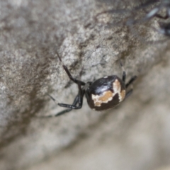 Euryopis splendens (Splendid tick spider) at Scullin, ACT - 14 Feb 2023 by AlisonMilton