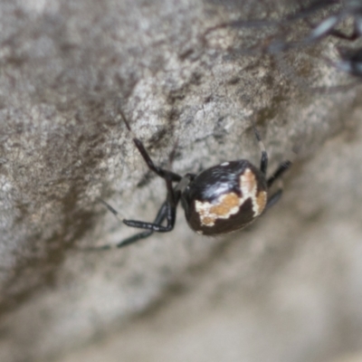 Euryopis splendens (Splendid tick spider) at Scullin, ACT - 13 Feb 2023 by AlisonMilton