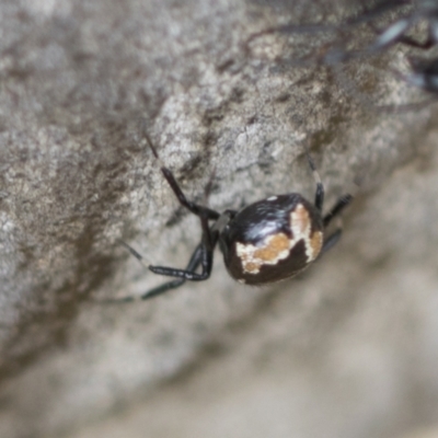 Euryopis splendens (Splendid tick spider) at Scullin, ACT - 14 Feb 2023 by AlisonMilton