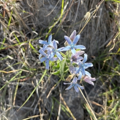 Oxypetalum coeruleum (Tweedia or Southern Star) at Cooleman Ridge - 27 Nov 2023 by PGL