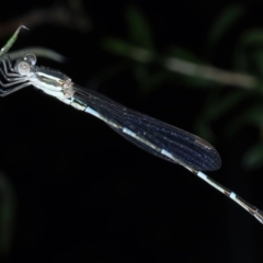 Austrolestes leda (Wandering Ringtail) at Ainslie, ACT - 2 Jan 2023 by jb2602