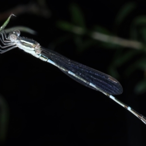 Austrolestes leda at Ainslie, ACT - 2 Jan 2023 03:30 PM