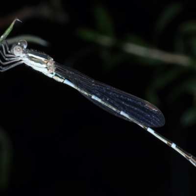 Austrolestes leda (Wandering Ringtail) at Ainslie, ACT - 2 Jan 2023 by jb2602