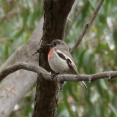 Petroica boodang (Scarlet Robin) at Woodlands - 21 Nov 2023 by Span102