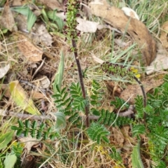 Acaena sp. (A Sheep's Burr) at Lyneham, ACT - 26 Sep 2023 by MPhillips