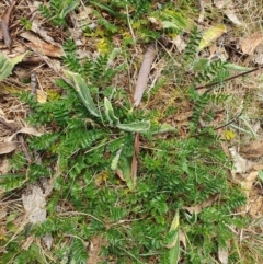 Acaena sp. at Magpie Hill Park, Lyneham - 26 Sep 2023