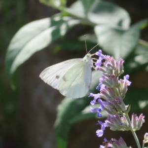 Pieris rapae at QPRC LGA - 26 Nov 2023