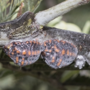 Icerya acaciae at The Pinnacle - 24 Feb 2023 09:22 AM