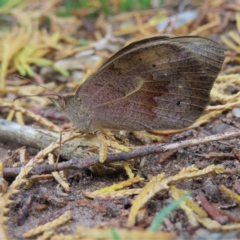 Heteronympha merope (Common Brown Butterfly) at QPRC LGA - 26 Nov 2023 by MatthewFrawley