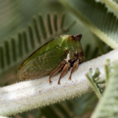 Sextius virescens (Acacia horned treehopper) at Weetangera, ACT - 23 Feb 2023 by AlisonMilton