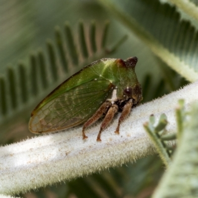 Sextius virescens (Acacia horned treehopper) at The Pinnacle - 24 Feb 2023 by AlisonMilton