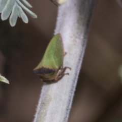 Sextius virescens at The Pinnacle - 24 Feb 2023 09:22 AM