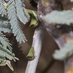 Sextius virescens at The Pinnacle - 24 Feb 2023 09:22 AM