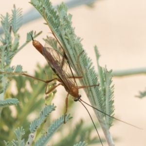 Ichneumonidae (family) at The Pinnacle - 24 Feb 2023 09:29 AM