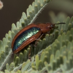 Calomela curtisi (Acacia leaf beetle) at The Pinnacle - 23 Feb 2023 by AlisonMilton