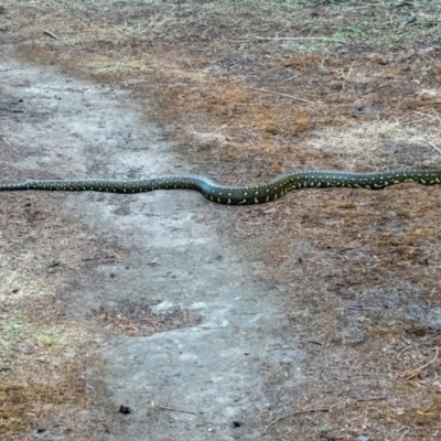 Morelia spilota spilota (Diamond Python) at Ben Boyd National Park - 22 Nov 2023 by Philip