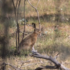 Lepus capensis (Brown Hare) at Mulligans Flat - 27 Nov 2023 by Cmperman