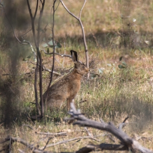 Lepus capensis at Mulligans Flat - 27 Nov 2023 03:23 PM