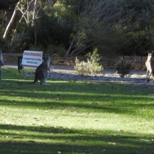 Macropus giganteus at ANBG - 27 Nov 2023 04:43 PM