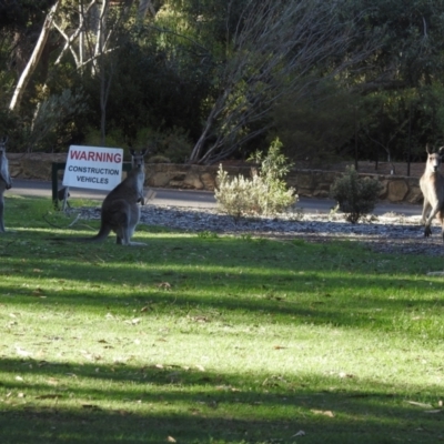 Macropus giganteus (Eastern Grey Kangaroo) at Canberra Central, ACT - 27 Nov 2023 by HelenCross