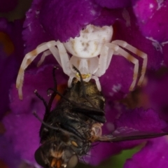 Zygometis xanthogaster (Crab spider or Flower spider) at Murrumbateman, NSW - 26 Nov 2023 by amiessmacro