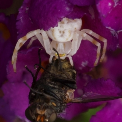 Zygometis xanthogaster (Crab spider or Flower spider) at Murrumbateman, NSW - 25 Nov 2023 by amiessmacro