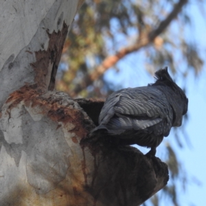 Callocephalon fimbriatum at Acton, ACT - suppressed