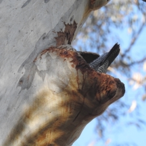 Callocephalon fimbriatum at Acton, ACT - suppressed