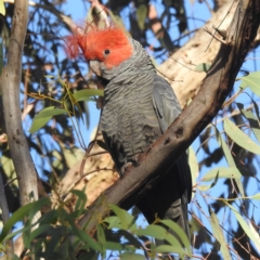 Callocephalon fimbriatum at Acton, ACT - suppressed