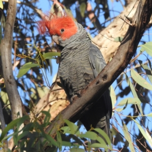 Callocephalon fimbriatum at Acton, ACT - suppressed