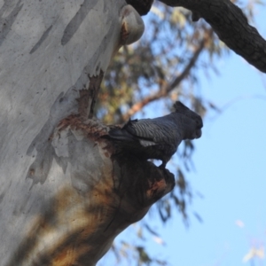 Callocephalon fimbriatum at Acton, ACT - suppressed