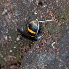 Lasioglossum (Australictus) peraustrale (Halictid bee) at Higgins Woodland - 26 Nov 2023 by Untidy