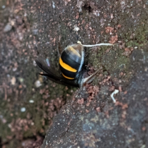 Lasioglossum (Australictus) peraustrale at Higgins Woodland - 26 Nov 2023 12:50 PM