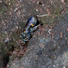 Lasioglossum (Australictus) peraustrale at Higgins Woodland - 26 Nov 2023 12:50 PM