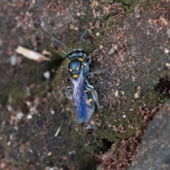 Lasioglossum (Australictus) peraustrale at Higgins Woodland - 26 Nov 2023 12:50 PM