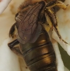 Leioproctus (Leioproctus) amabilis at Murrumbateman, NSW - 25 Nov 2023