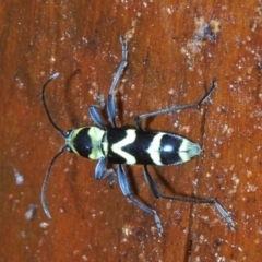 Unidentified Longhorn beetle (Cerambycidae) at Warana, QLD - 24 Nov 2023 by Harrisi