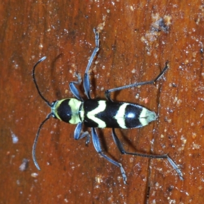 Unidentified Longhorn beetle (Cerambycidae) at Warana, QLD - 24 Nov 2023 by Harrisi