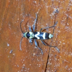 Chlorophorus curtisi at Warana, QLD - 24 Nov 2023 12:16 PM