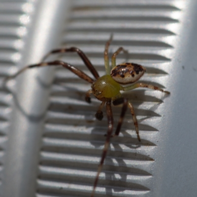 Australomisidia pilula (Lozenge-shaped Flower Spider) at Higgins, ACT - 26 Nov 2023 by Untidy