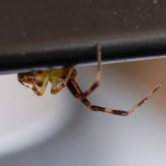 Australomisidia pilula at Higgins Woodland - 26 Nov 2023