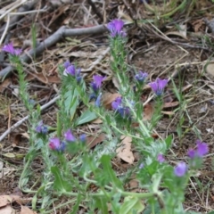 Echium plantagineum at Gigerline Nature Reserve - 24 Nov 2023