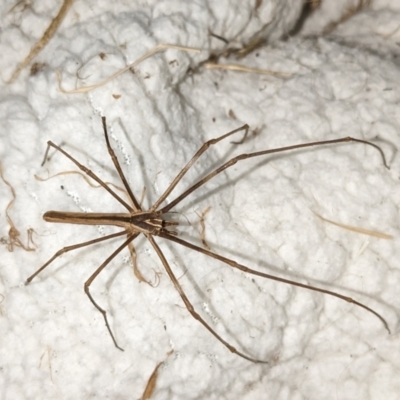 Asianopis subrufa (Rufous net-casting spider) at Cabramatta West, NSW - 28 Nov 2023 by niclcat