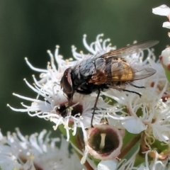 Calliphora stygia (Brown blowfly or Brown bomber) at Wodonga - 25 Nov 2023 by KylieWaldon