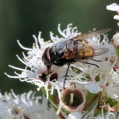 Calliphora stygia (Brown blowfly or Brown bomber) at Wodonga - 25 Nov 2023 by KylieWaldon