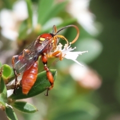 Labium sp. (genus) at Wodonga - 25 Nov 2023 by KylieWaldon