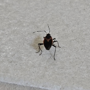 Dindymus sp. (genus) at Hawker, ACT - 27 Nov 2023